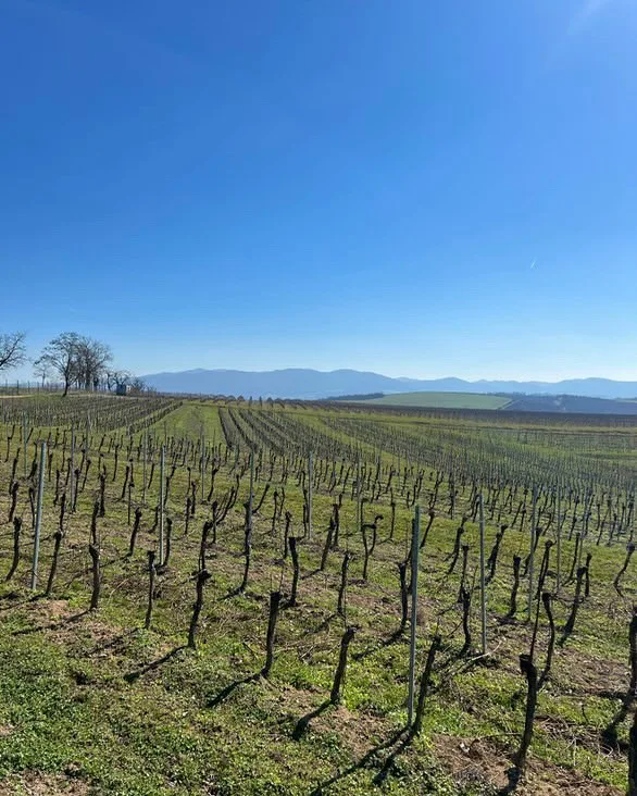 Jar vo vinohrade